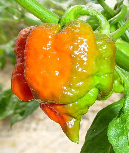 chileplanet.eu-hottest chili pepper